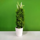 Artificial Leaf Plant with Pot