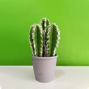 Artificial Cactus Plant with Pot