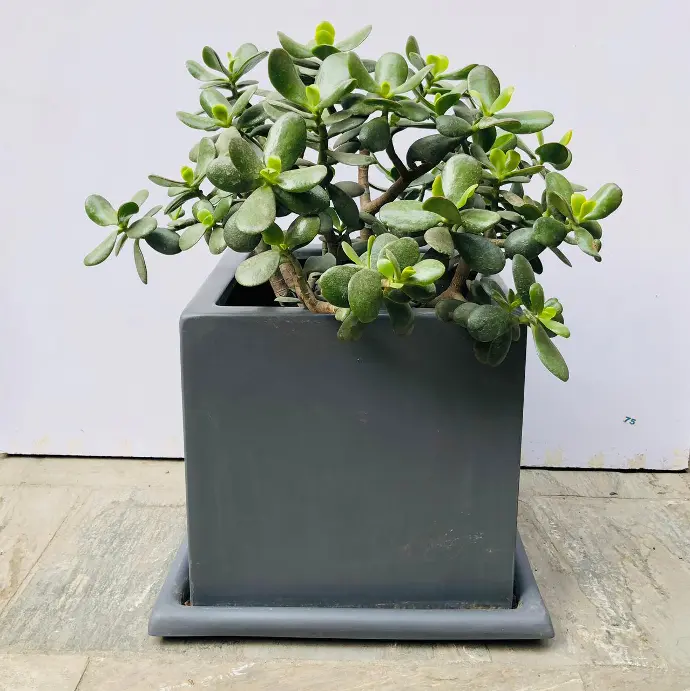 Flowerpot 12" x 12" x H12" + Plate