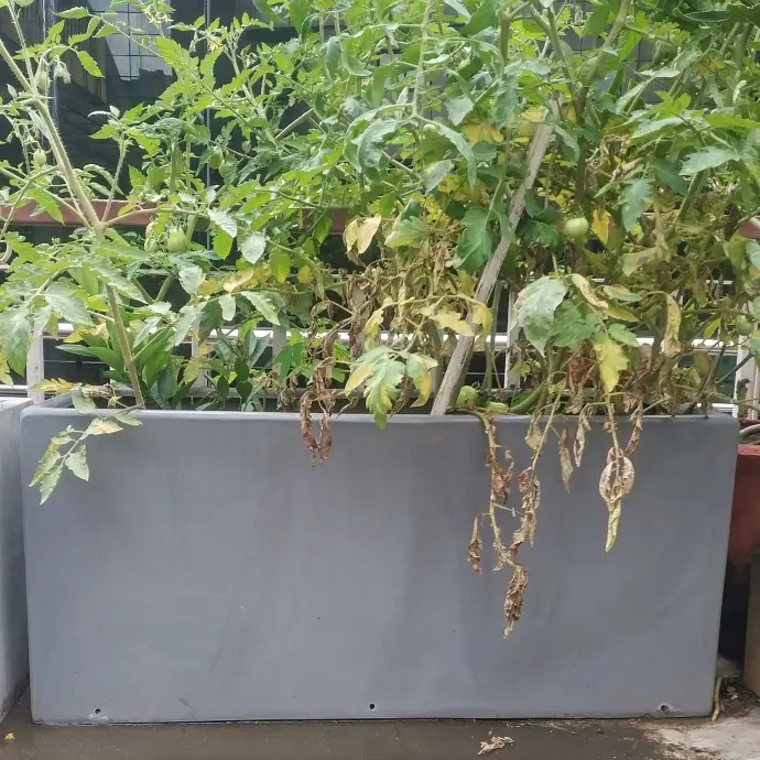 Flowerpot 39"6 x 17"12 x H17"12 + Plate