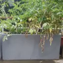 Flowerpot 39"6 x 17"12 x H17"12 + Plate