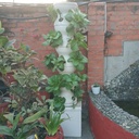 Hydroponic tower for 30 plants